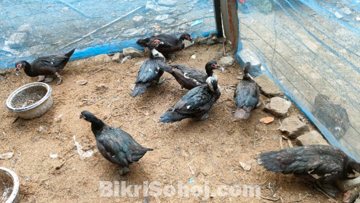 চিনা হাস